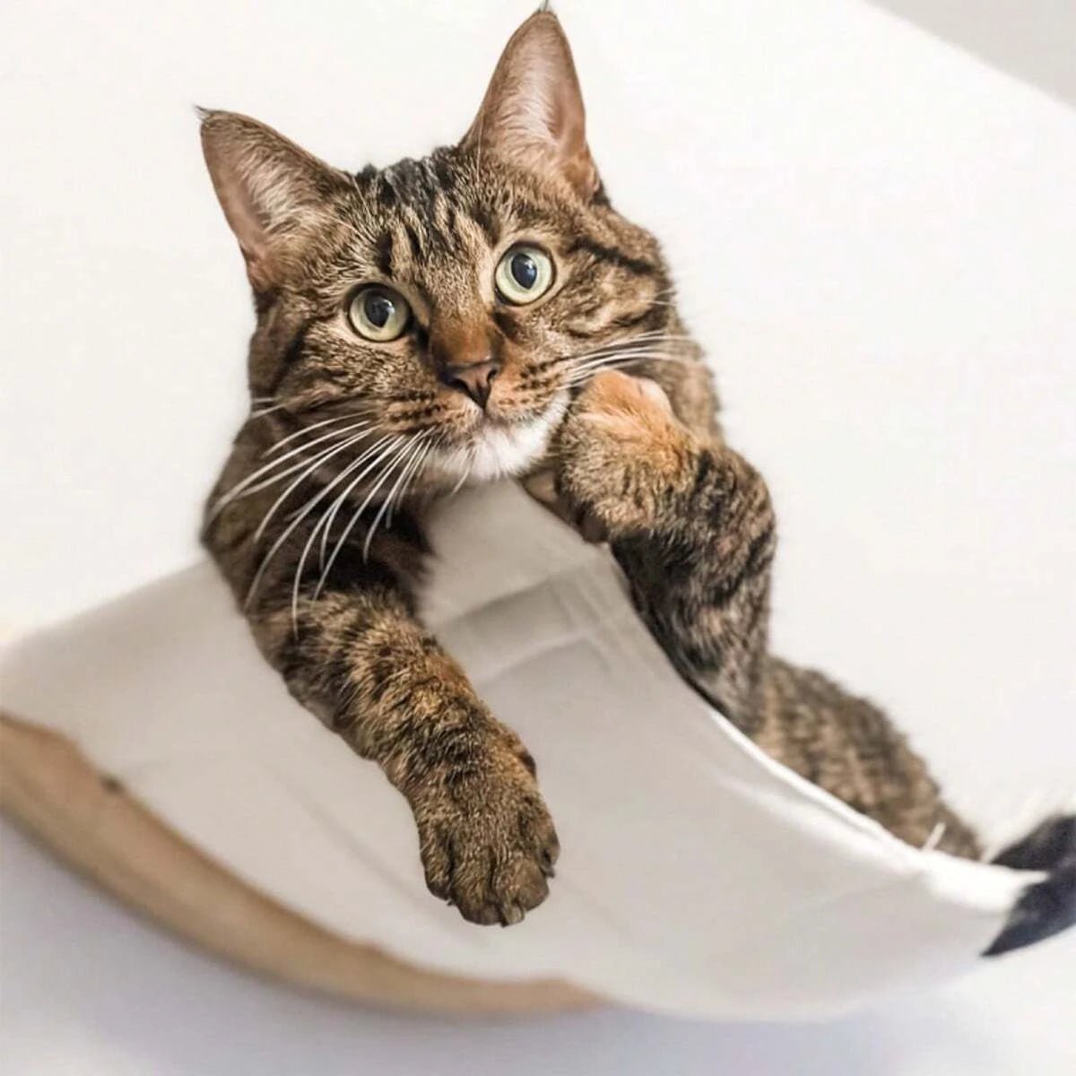 chat persan hamac mural bois angle