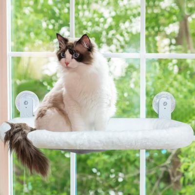 chat ragdoll assis hamac fenetre ventouse