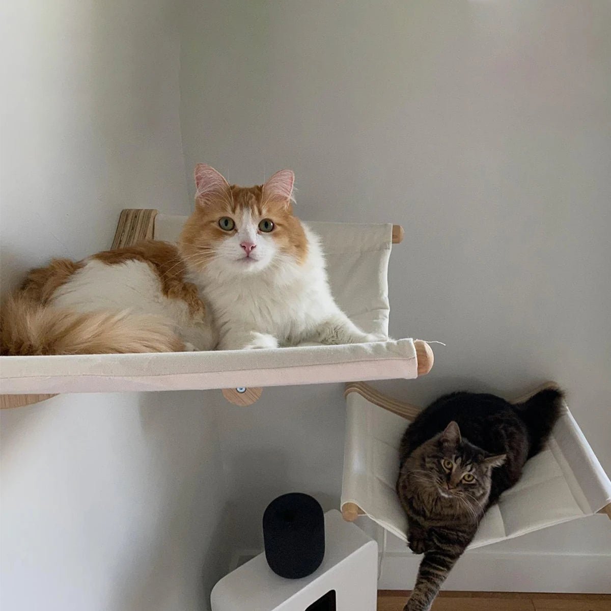 deux chats hamac mural bois salon